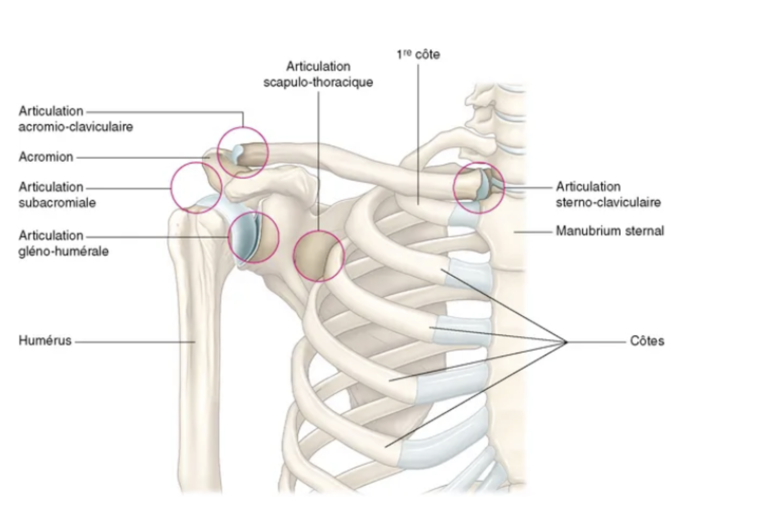 anatomie de l'epaule