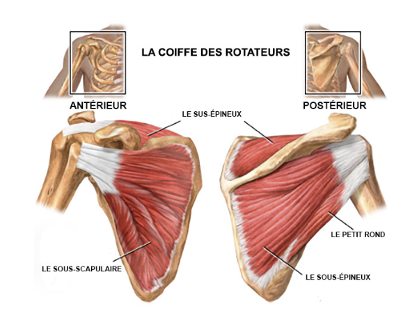 anatomie de l'epaule