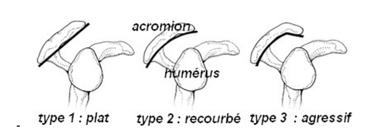 anatomie de l'epaule