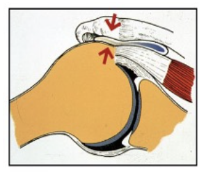 anatomie de l'epaule